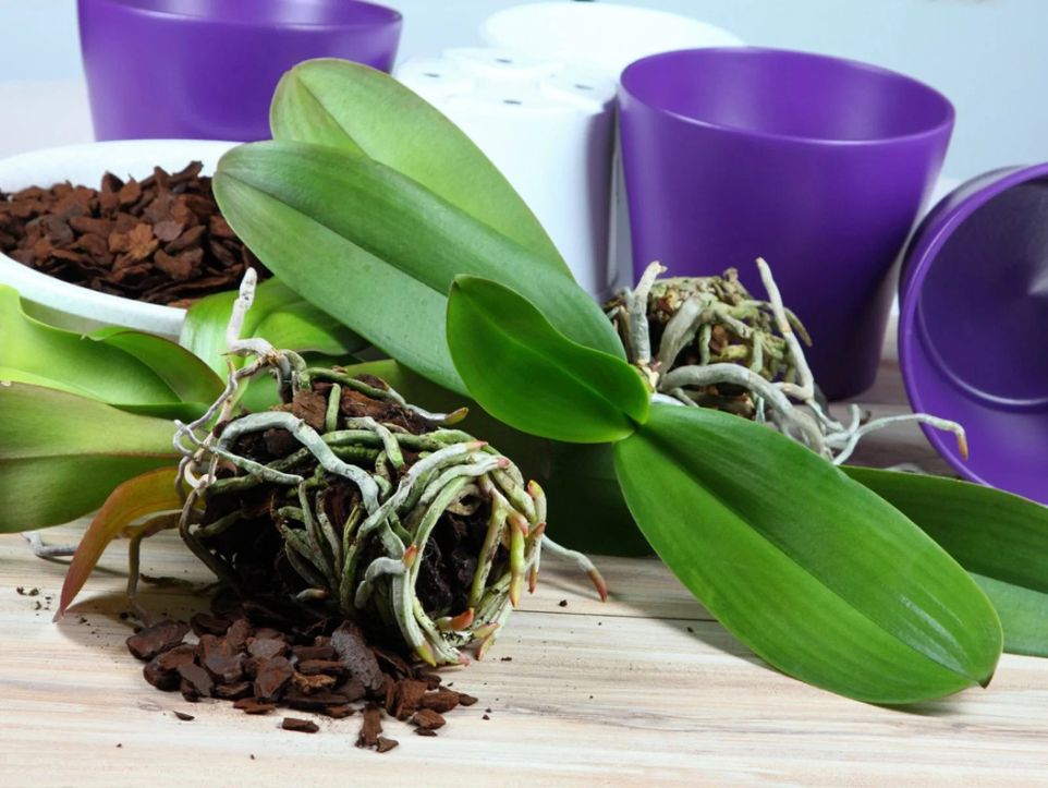 how-to-repot-orchids