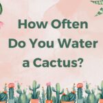 How Often Do You Water a Cactus