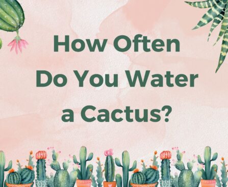 How Often Do You Water a Cactus