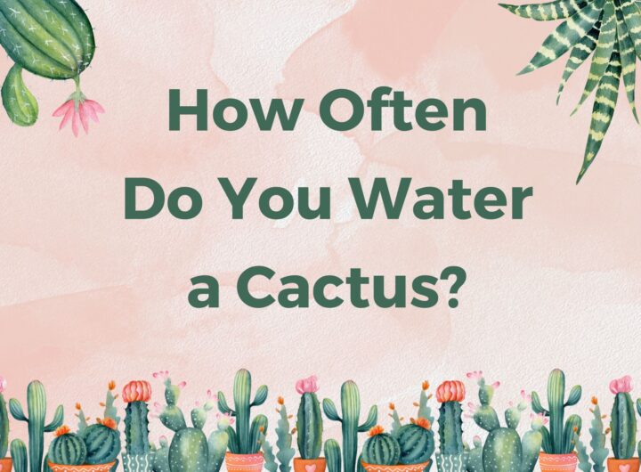 How Often Do You Water a Cactus