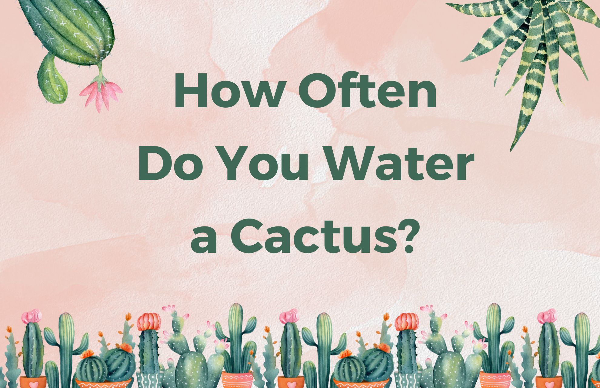 How Often Do You Water a Cactus