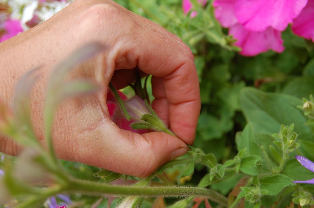 How to Deadhead Petunias