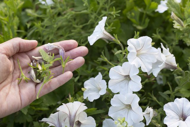 How to Deadhead Petunias