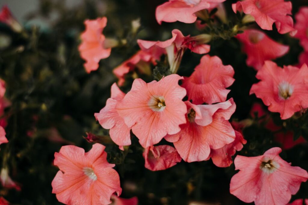 How to Deadhead Petunias