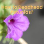 How to Deadhead Petunias