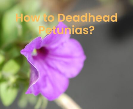 How to Deadhead Petunias