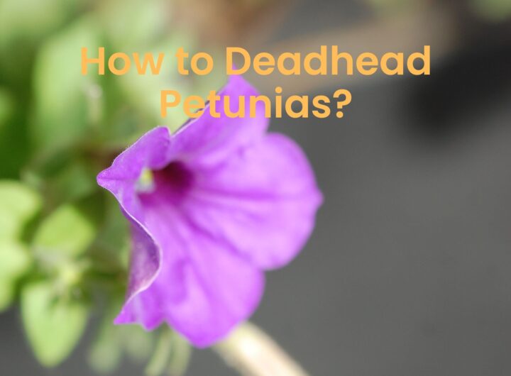 How to Deadhead Petunias