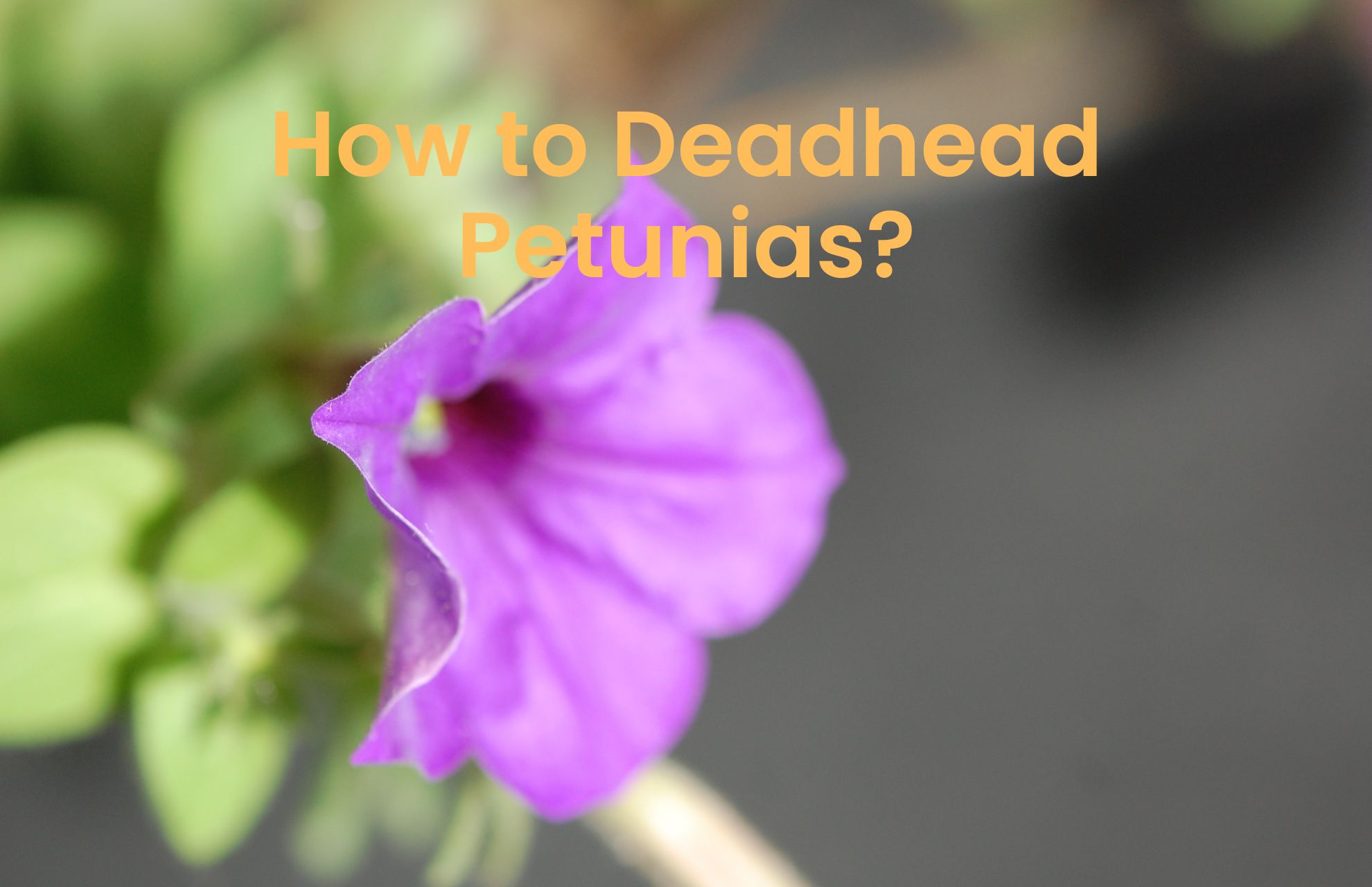 How to Deadhead Petunias