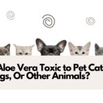 Is Aloe Vera Toxic to Pet Cats, Dogs, Or Other Animals