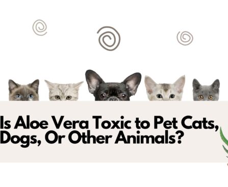 Is Aloe Vera Toxic to Pet Cats, Dogs, Or Other Animals