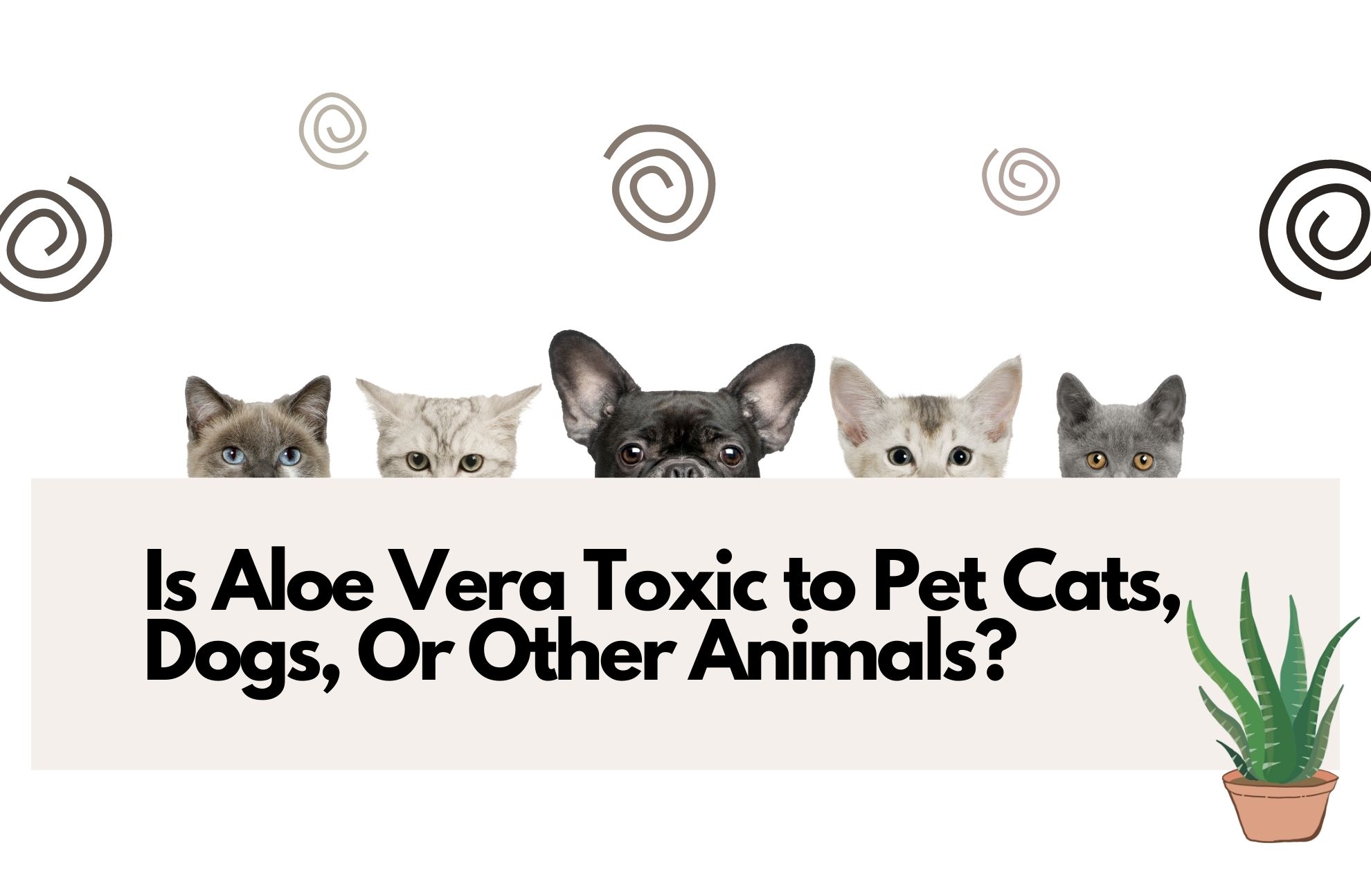 Is Aloe Vera Toxic to Pet Cats, Dogs, Or Other Animals