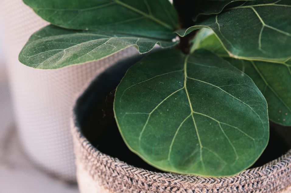 fiddle leaf fig propagation