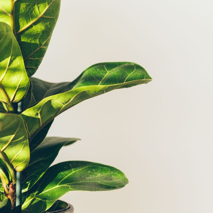 fiddle leaf fig propagation