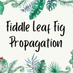 fiddle leaf fig propagation