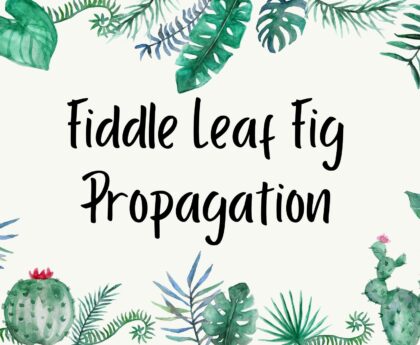 fiddle leaf fig propagation