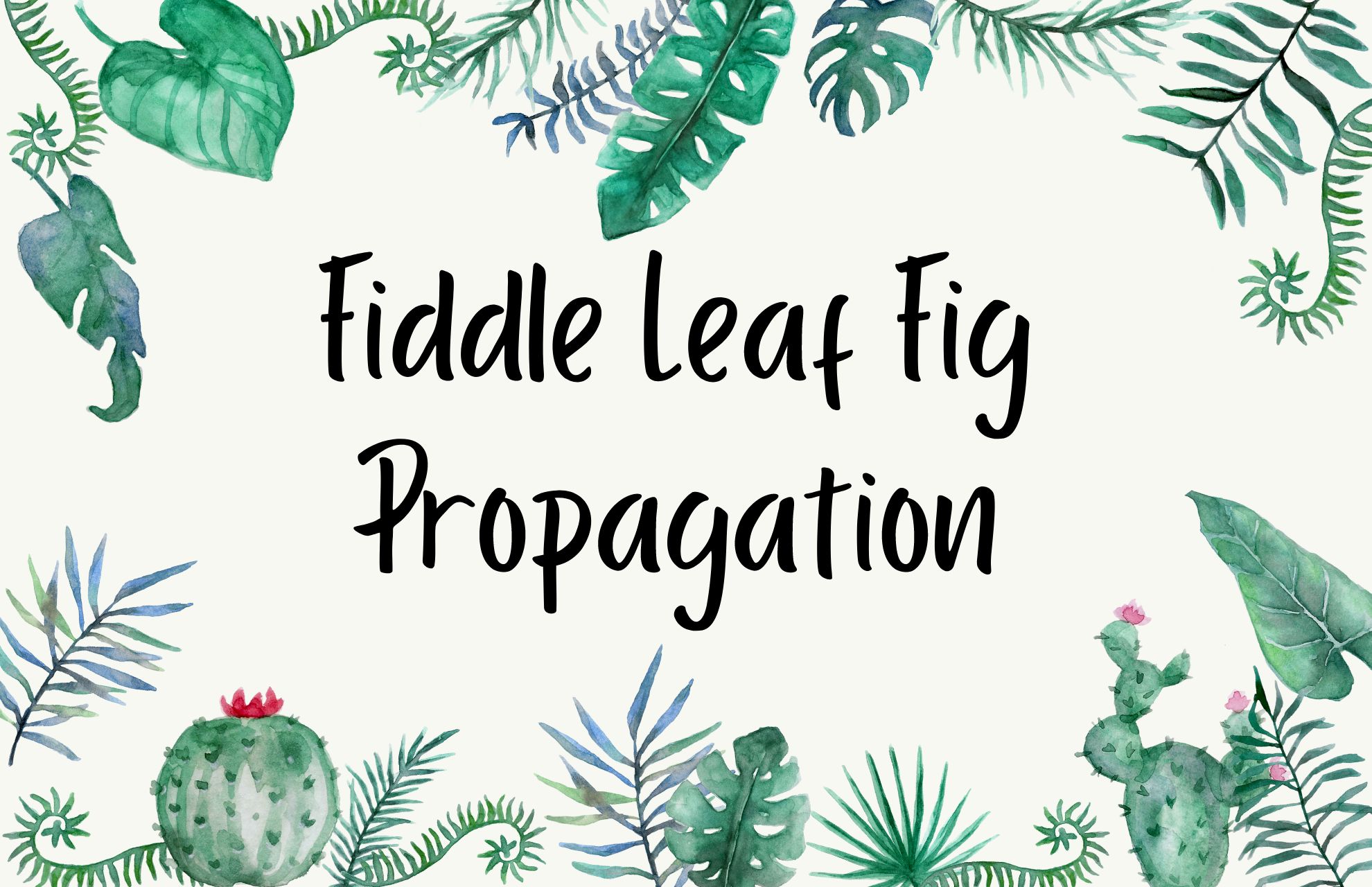 fiddle leaf fig propagation