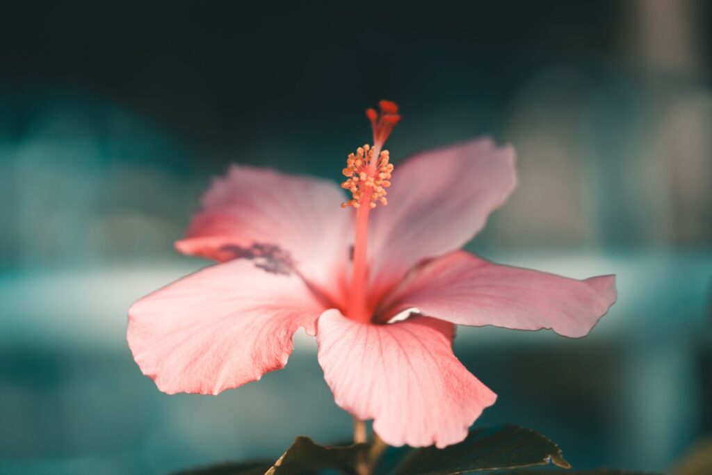 hibiscus turning yellow leaves