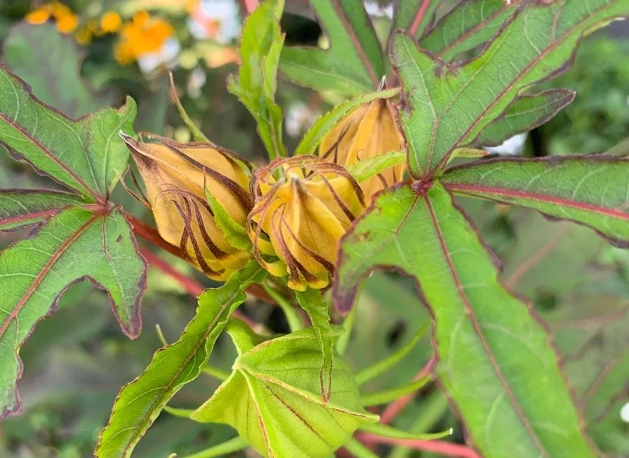 hibiscus turning yellow leaves