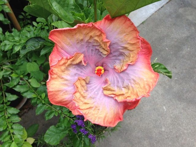 hibiscus turning yellow leaves