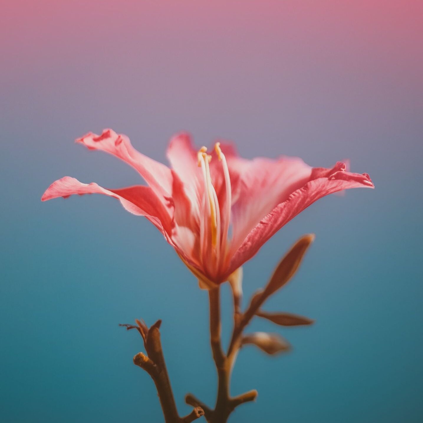 hibiscus turning yellow leaves