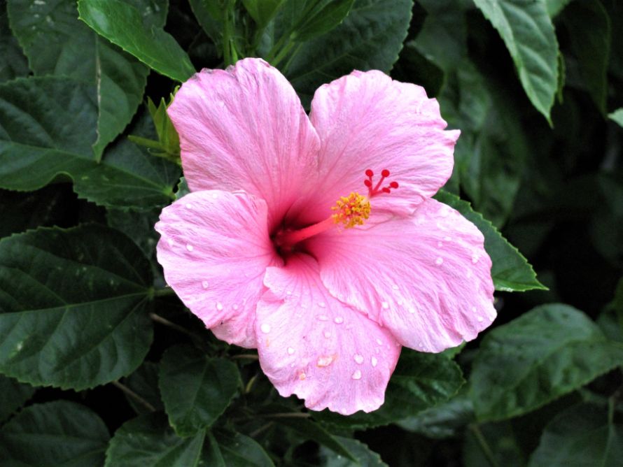 hibiscus turning yellow leaves