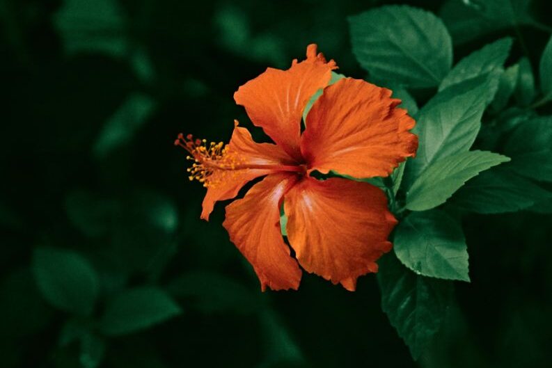 hibiscus turning yellow leaves