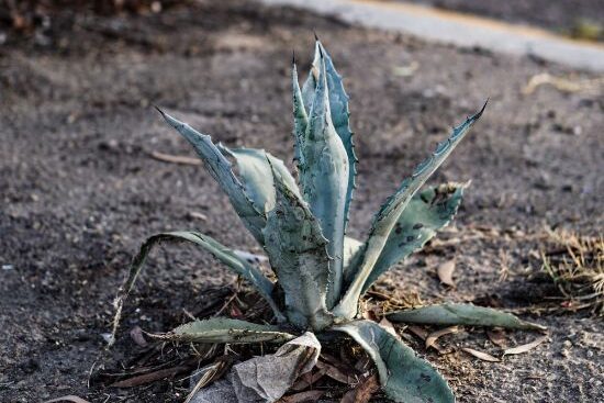 how often to water aloe