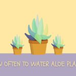 how often to water aloe