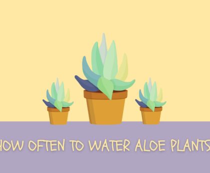 how often to water aloe