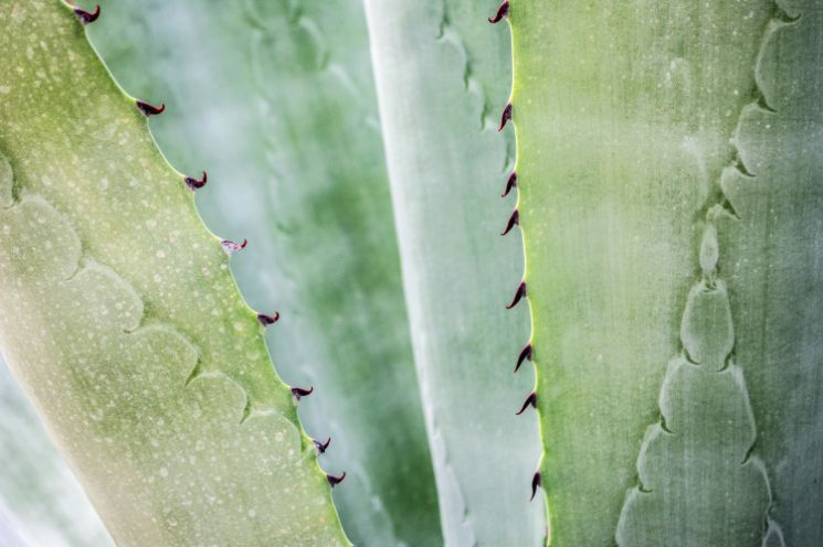 how often to water aloe