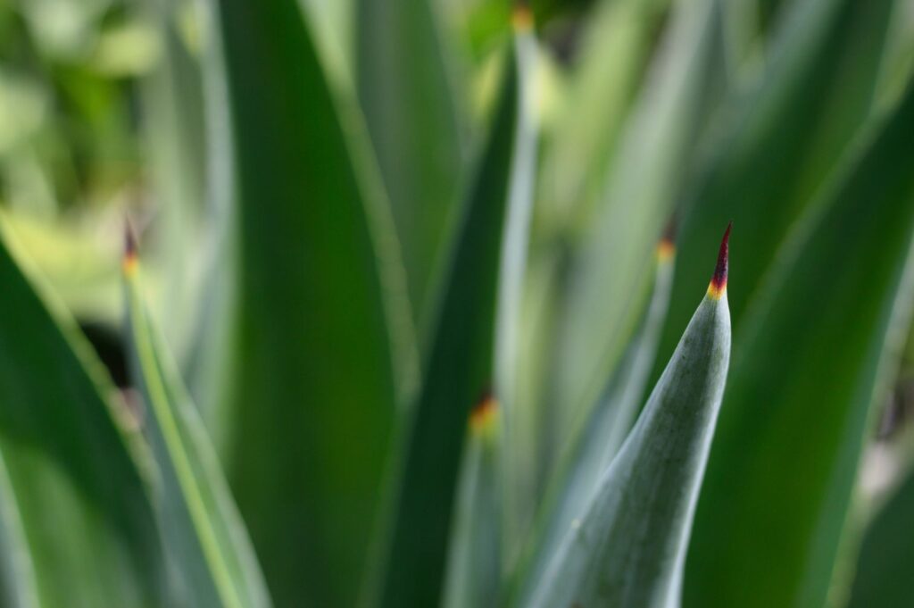 how often to water aloe