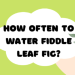 how often to water fiddle leaf fig