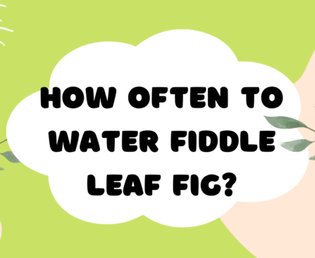 how often to water fiddle leaf fig