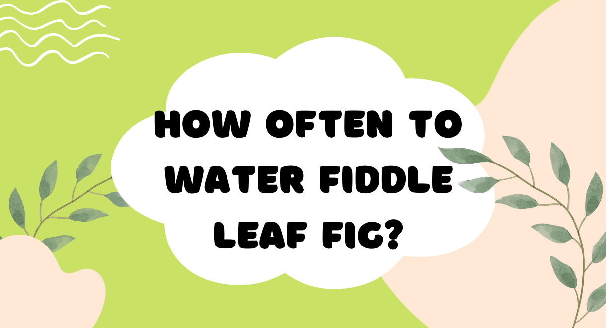 how often to water fiddle leaf fig