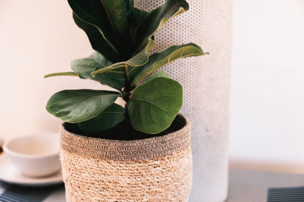 how often to water fiddle leaf fig