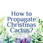 how to propagate christmas cactus