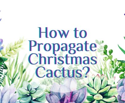 how to propagate christmas cactus