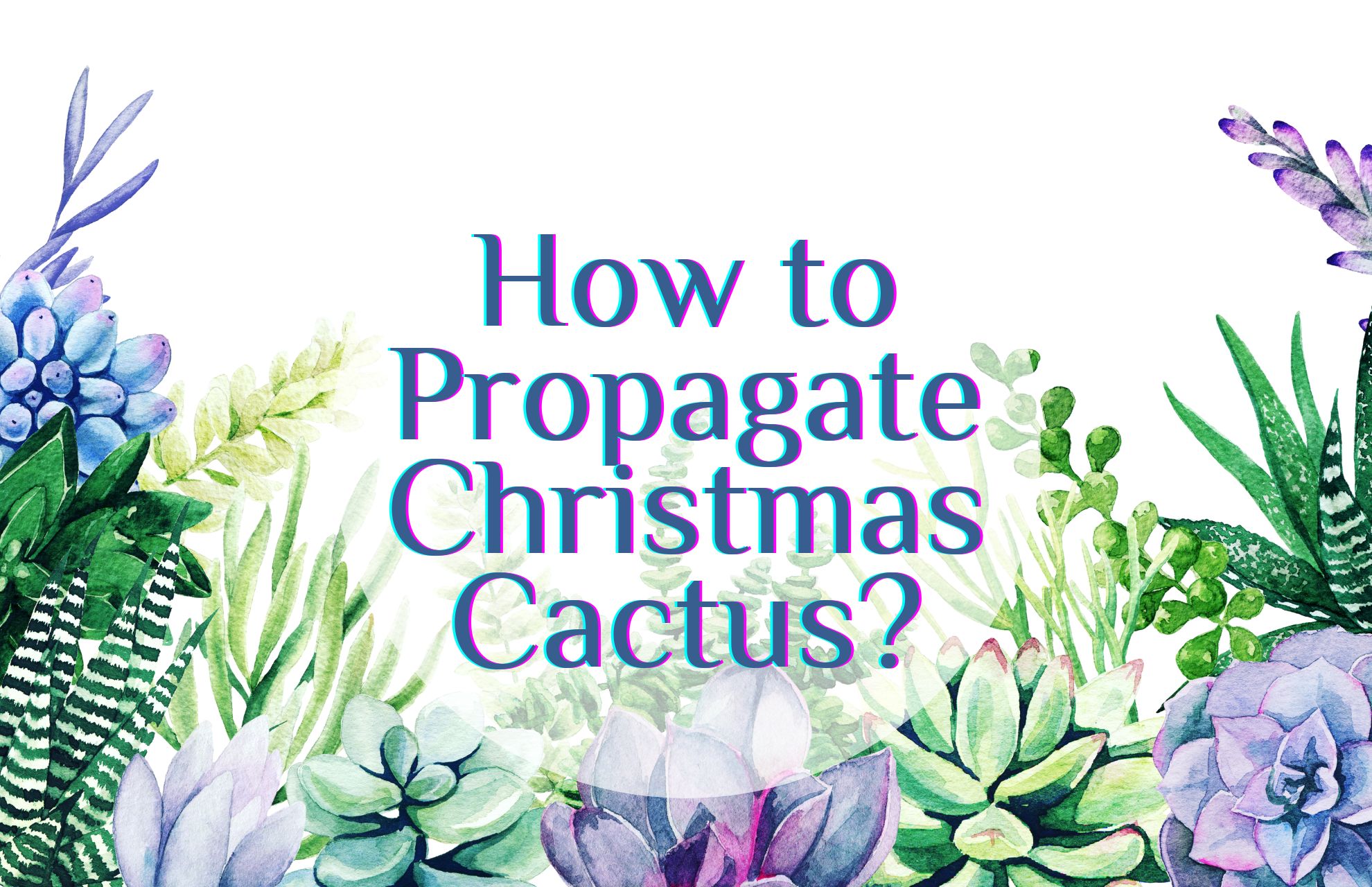 how to propagate christmas cactus