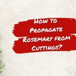 how to propagate rosemary