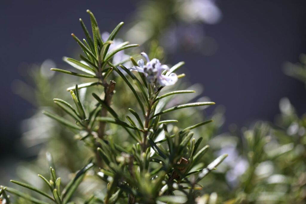 how to propagate rosemary
