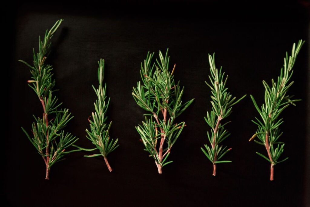 how to propagate rosemary