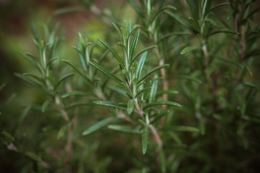 how to propagate rosemary