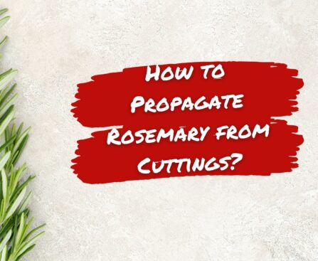 how to propagate rosemary