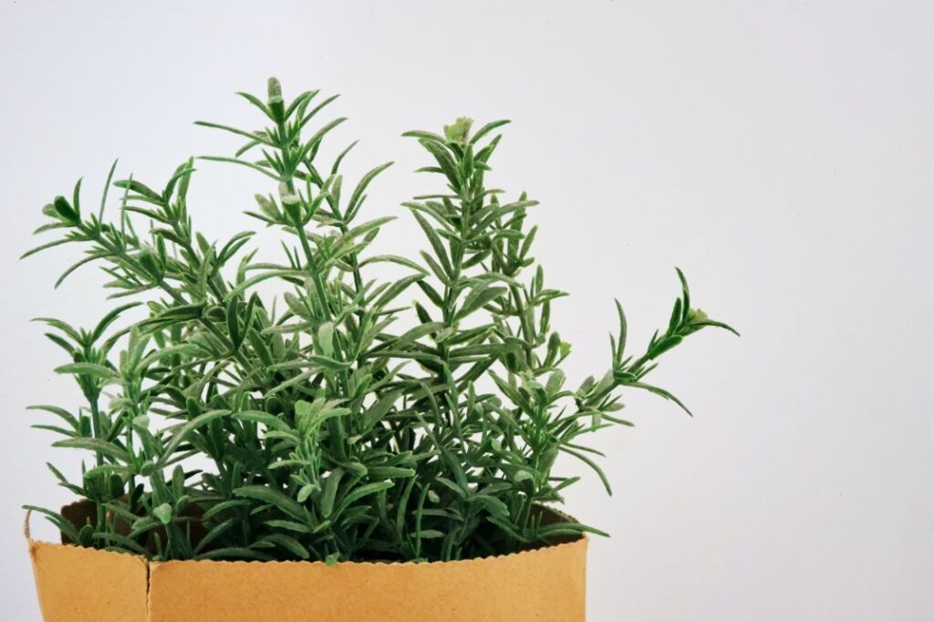 how to propagate rosemary