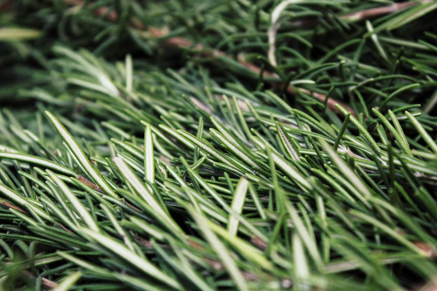 how to propagate rosemary