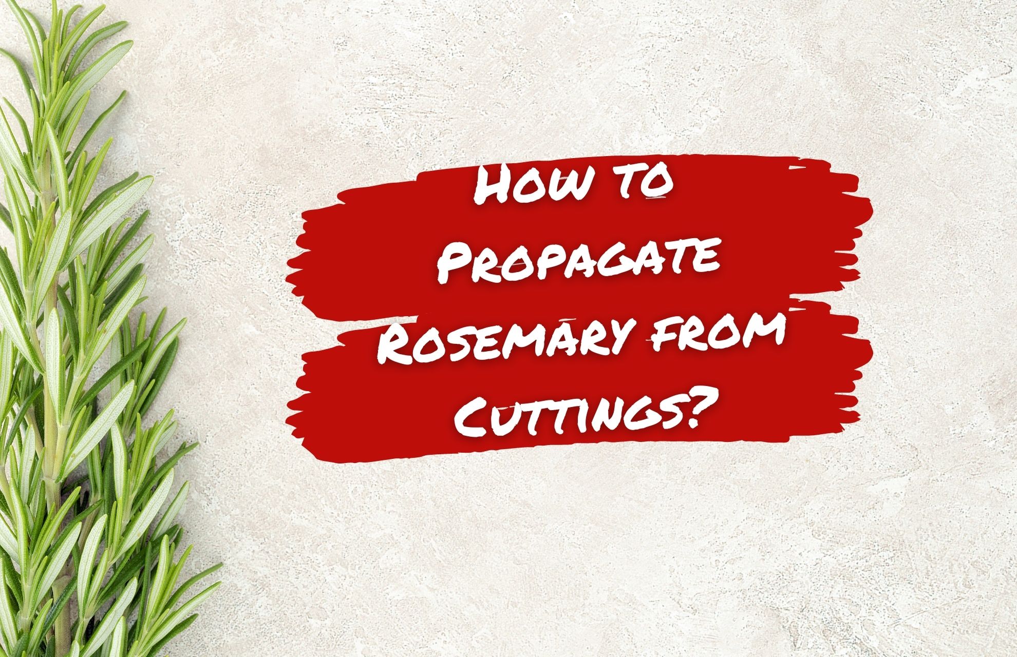 how to propagate rosemary