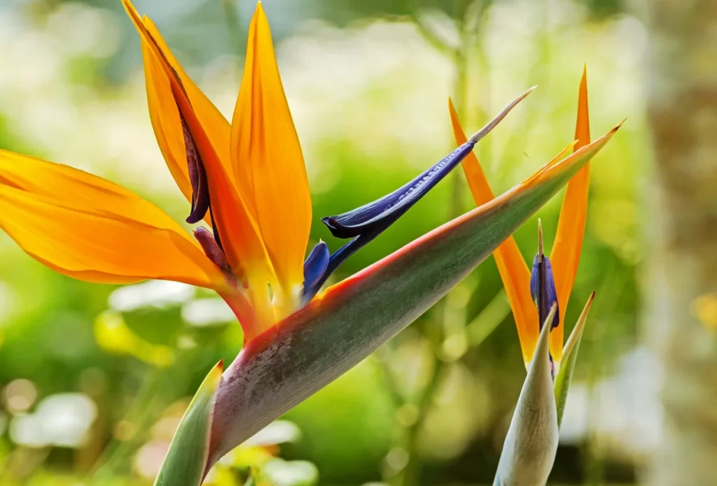 how to prune bird of paradise