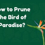 how to prune bird of paradise
