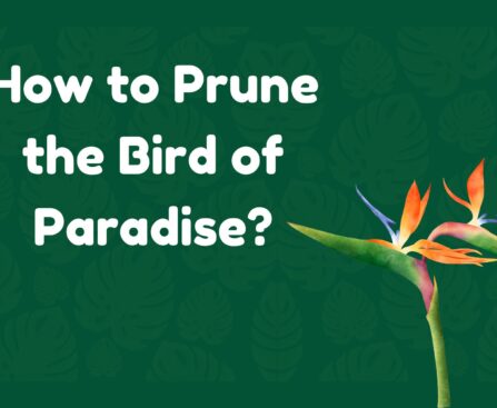 how to prune bird of paradise