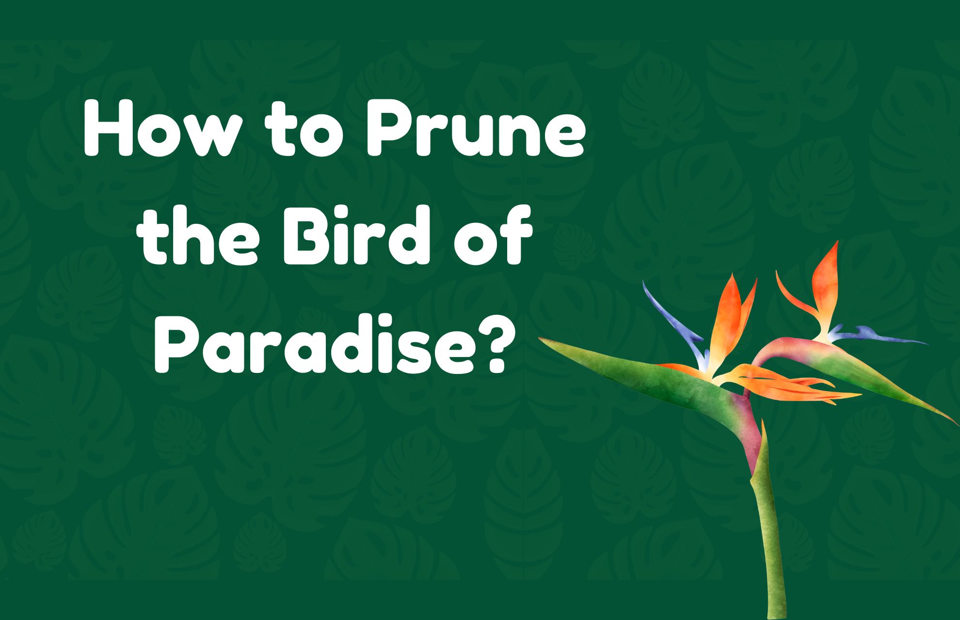 how to prune bird of paradise
